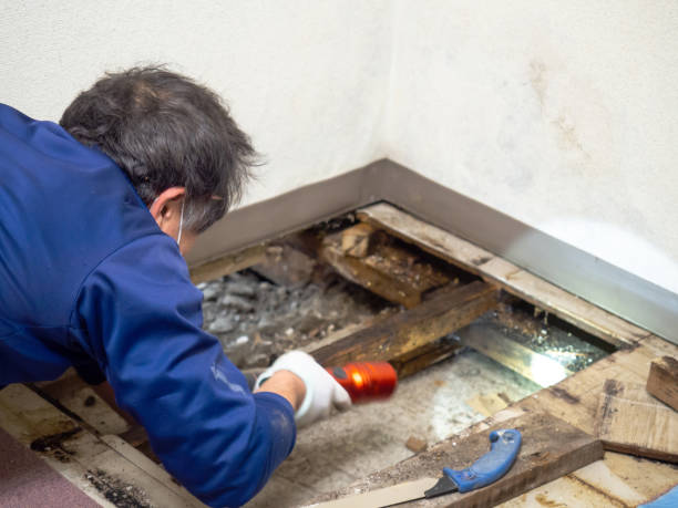 Best Residential Mold Removal  in Ravensworth, VA