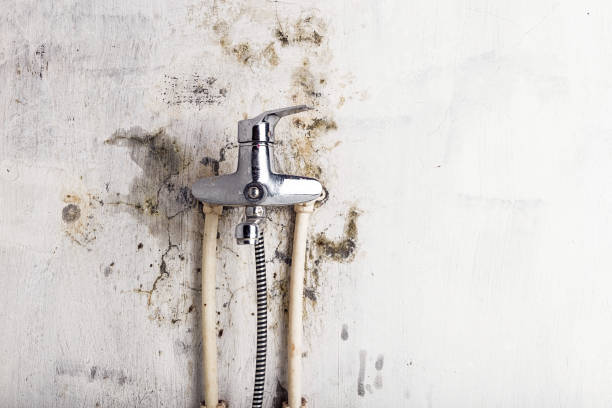 Best Mold Damage Repair  in Ravensworth, VA