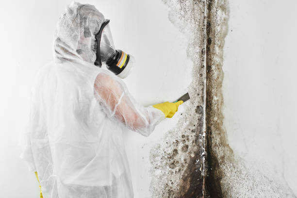 Mold Testing and Removal in Ravensworth, VA