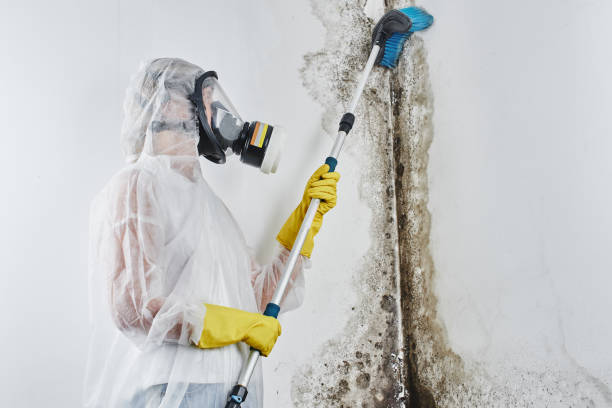 Best Affordable Mold Removal  in Ravensworth, VA
