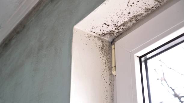Best Toxic Mold Removal  in Ravensworth, VA