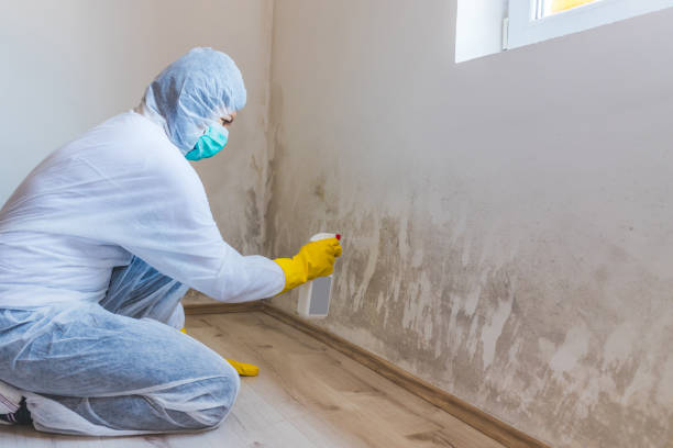 Best Attic Mold Removal  in Ravensworth, VA