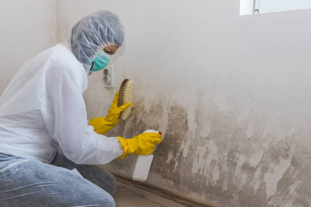 Best Home Mold Removal  in Ravensworth, VA