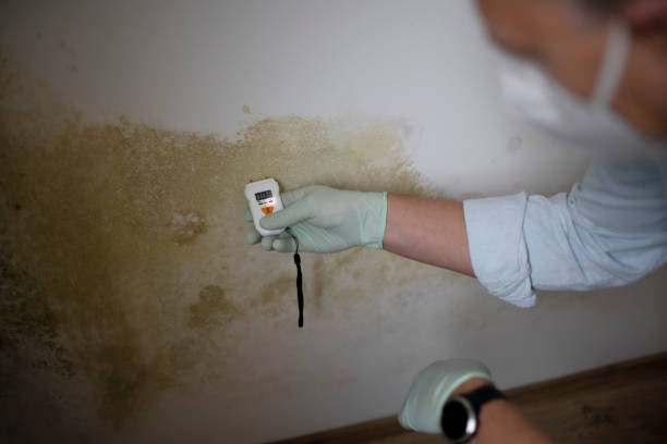 Professional Mold Removal in Ravensworth, VA