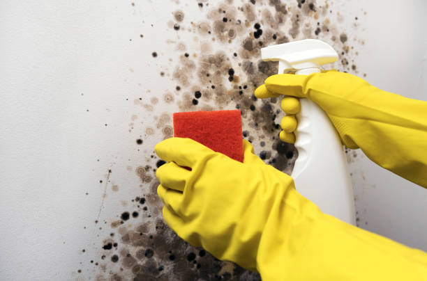 Best Local Mold Removal Service  in Ravensworth, VA