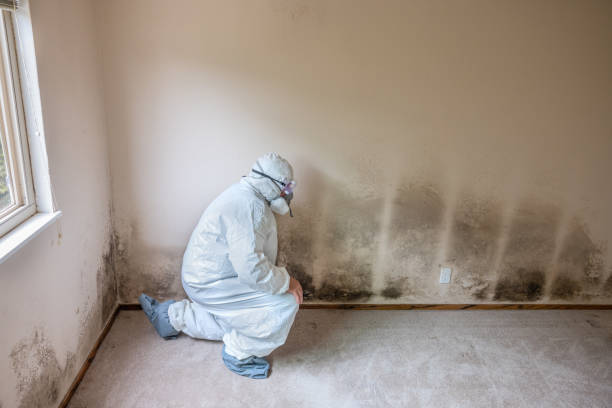 Home Mold Removal in Ravensworth, VA