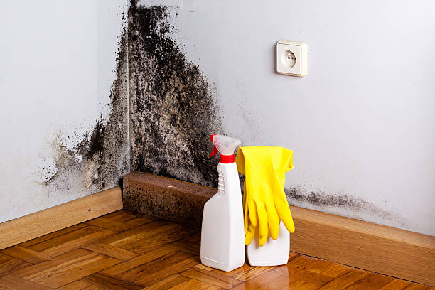 Best Mold Cleaning Services  in Ravensworth, VA