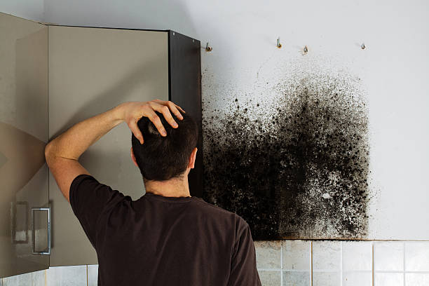 Best Residential Mold Removal  in Ravensworth, VA