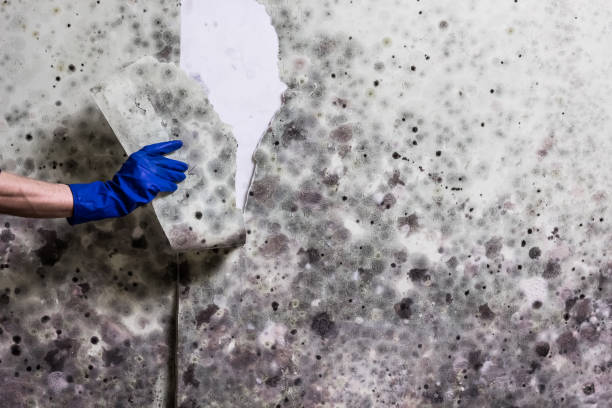Best Attic Mold Removal  in Ravensworth, VA