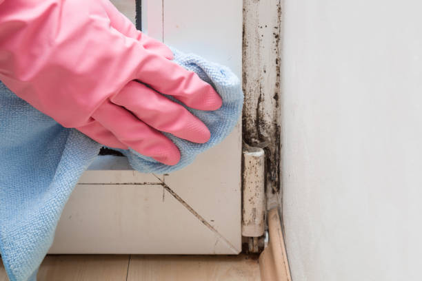 Best Mold Testing  in Ravensworth, VA