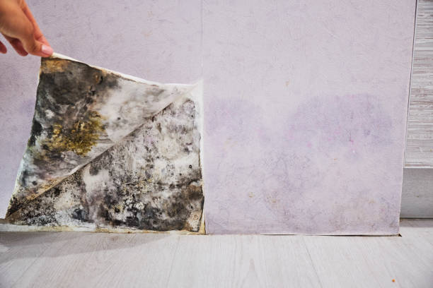 Office Mold Removal Services in Ravensworth, VA